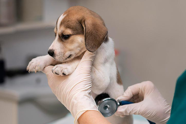 Veterinaria